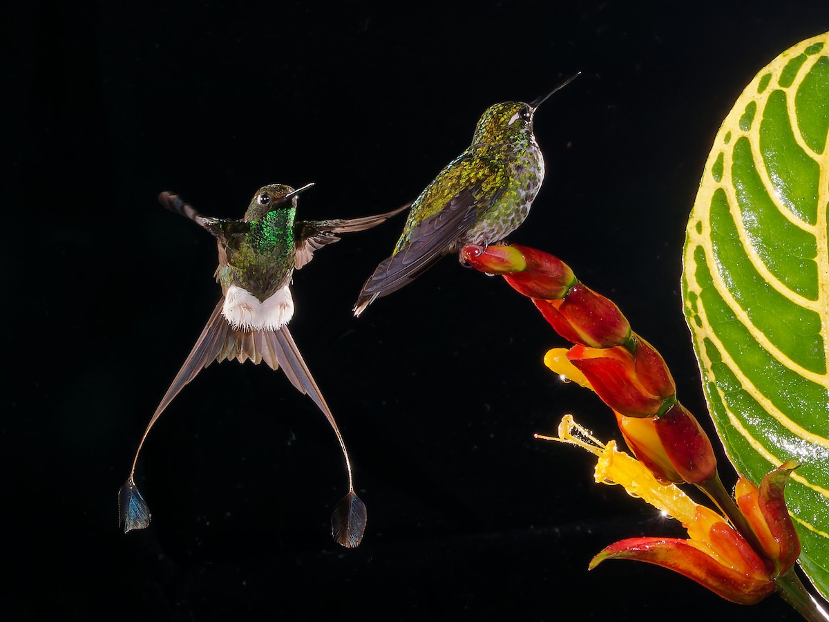 White-booted Racket-tail - ML645591329