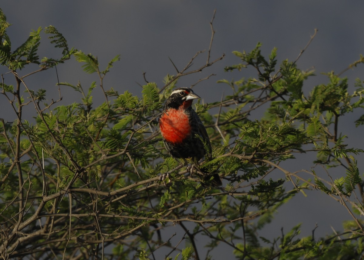 Peruvian Meadowlark - ML645591330