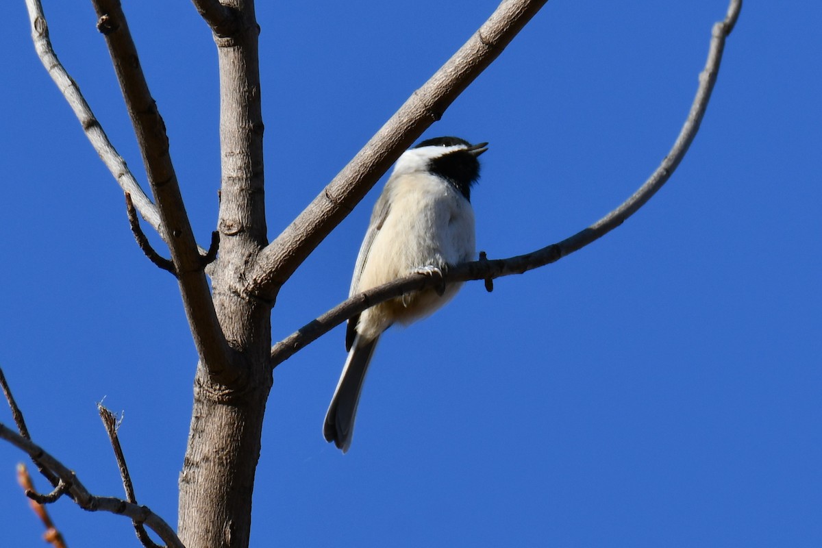 Каролинская гаичка - ML645591334