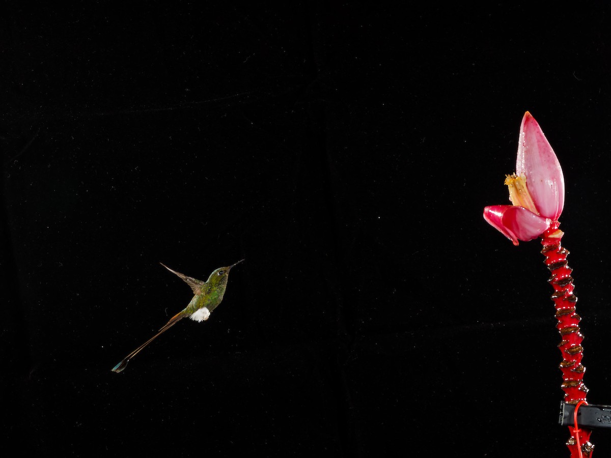 White-booted Racket-tail - ML645591337