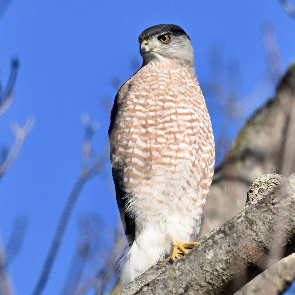 Cooper's Hawk - ML645591356