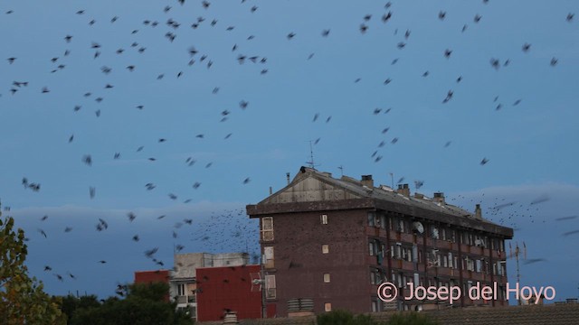 European Starling - ML645591366