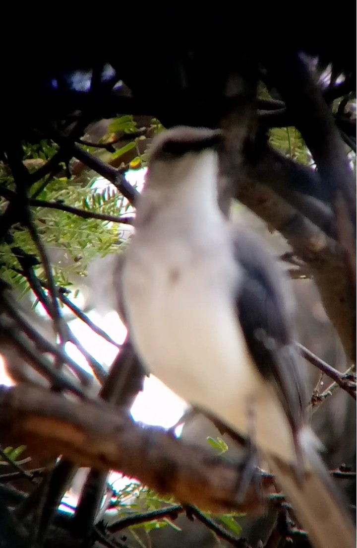 Moqueur des savanes - ML645591379