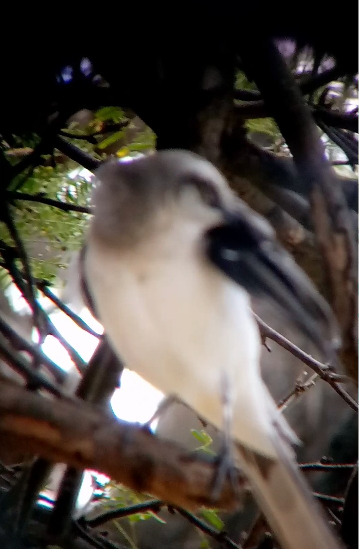 Moqueur des savanes - ML645591388