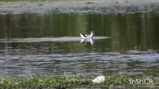 שחיינית צרת-מקור - ML645591395