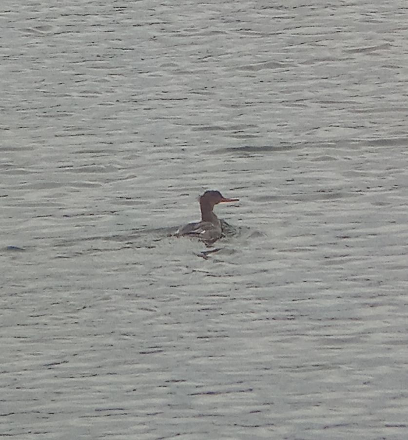 Red-breasted Merganser - ML645591398
