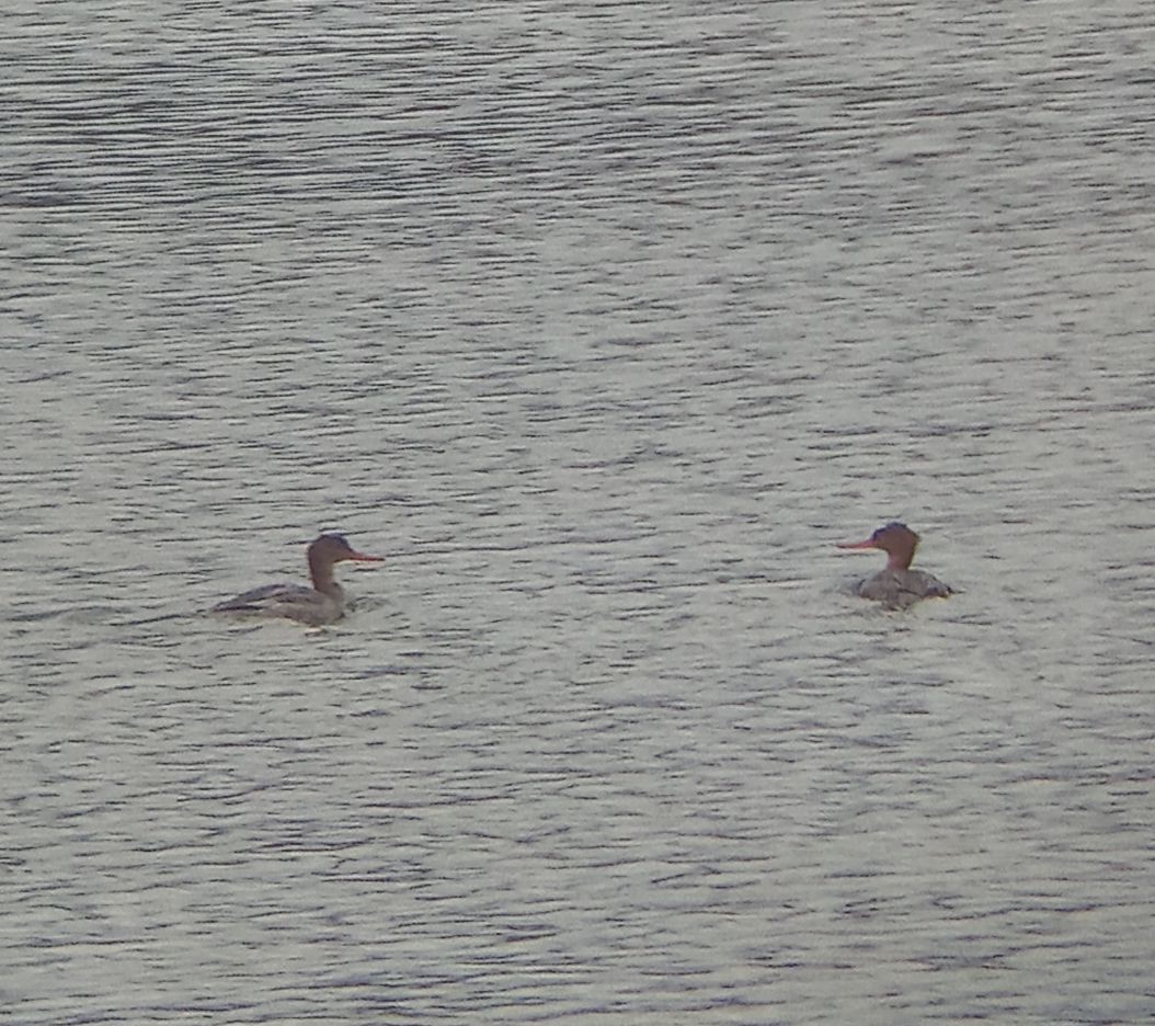 Red-breasted Merganser - ML645591399