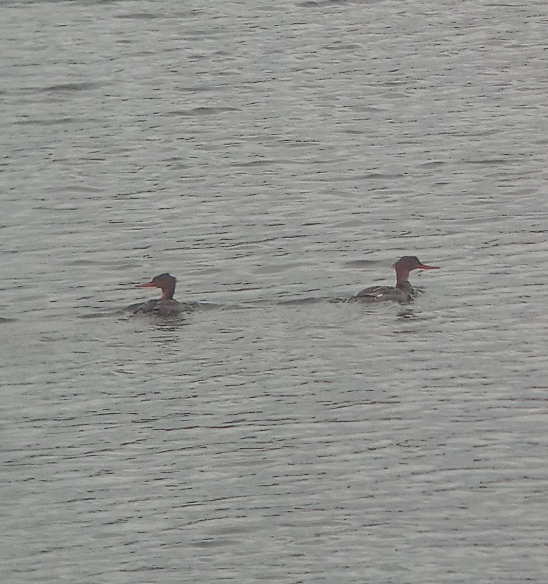 Red-breasted Merganser - ML645591400