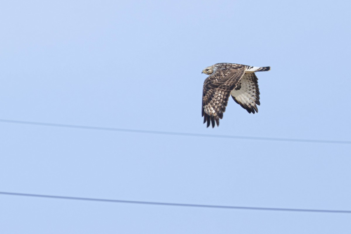 Rough-legged Hawk - ML645591405