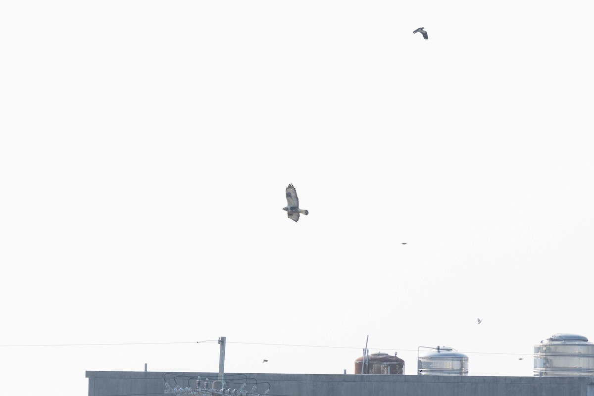 Rough-legged Hawk - ML645591406