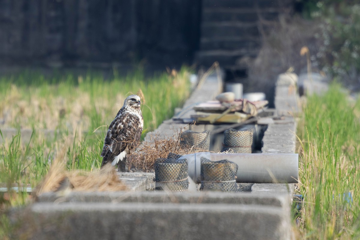 Rough-legged Hawk - ML645591407