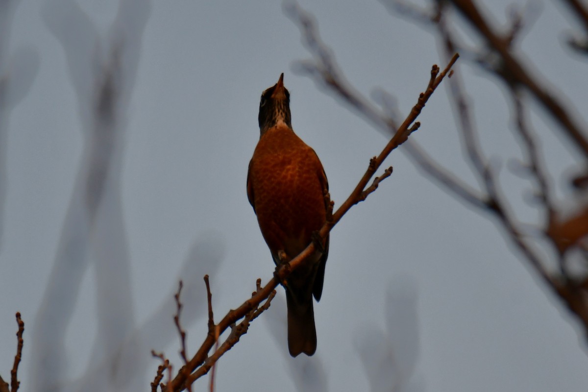 Странствующий дрозд - ML645591417