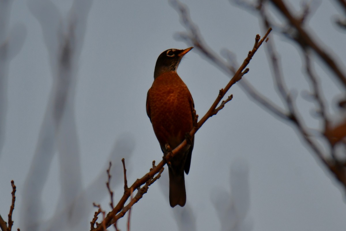 Странствующий дрозд - ML645591418