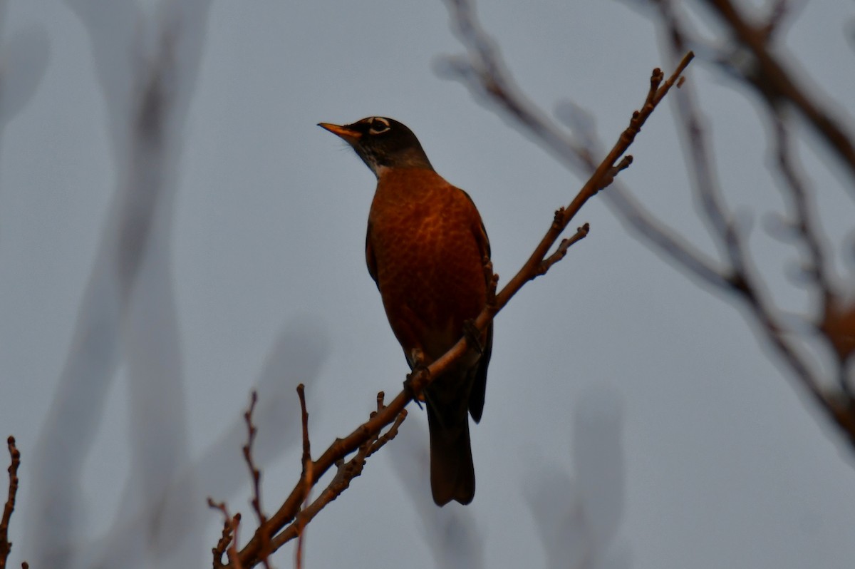 Странствующий дрозд - ML645591419