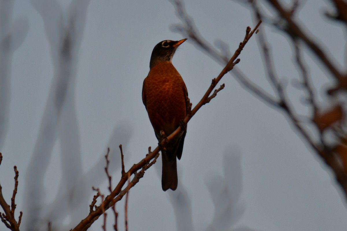 Странствующий дрозд - ML645591420