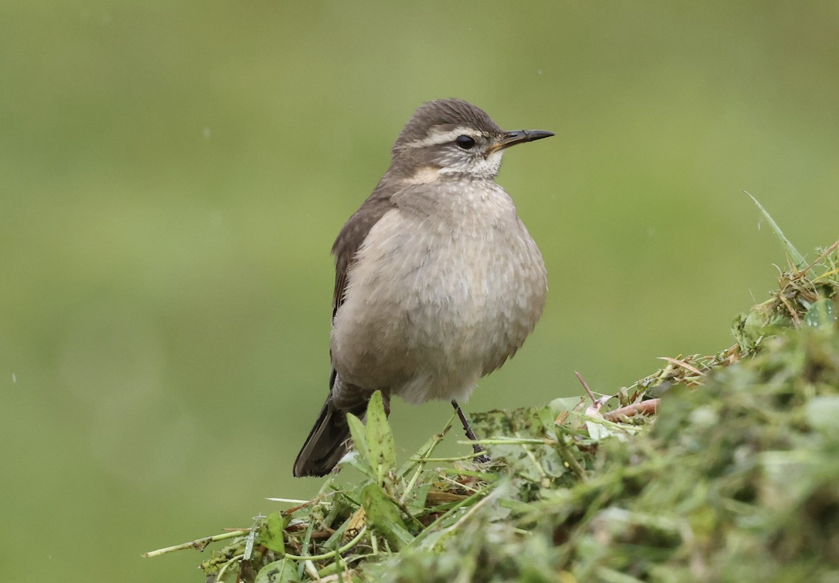 Buff-winged Cinclodes - ML645591431