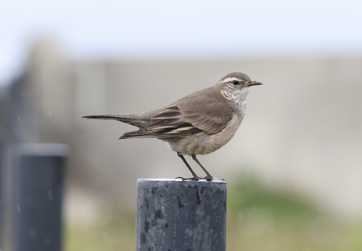 Buff-winged Cinclodes - ML645591432