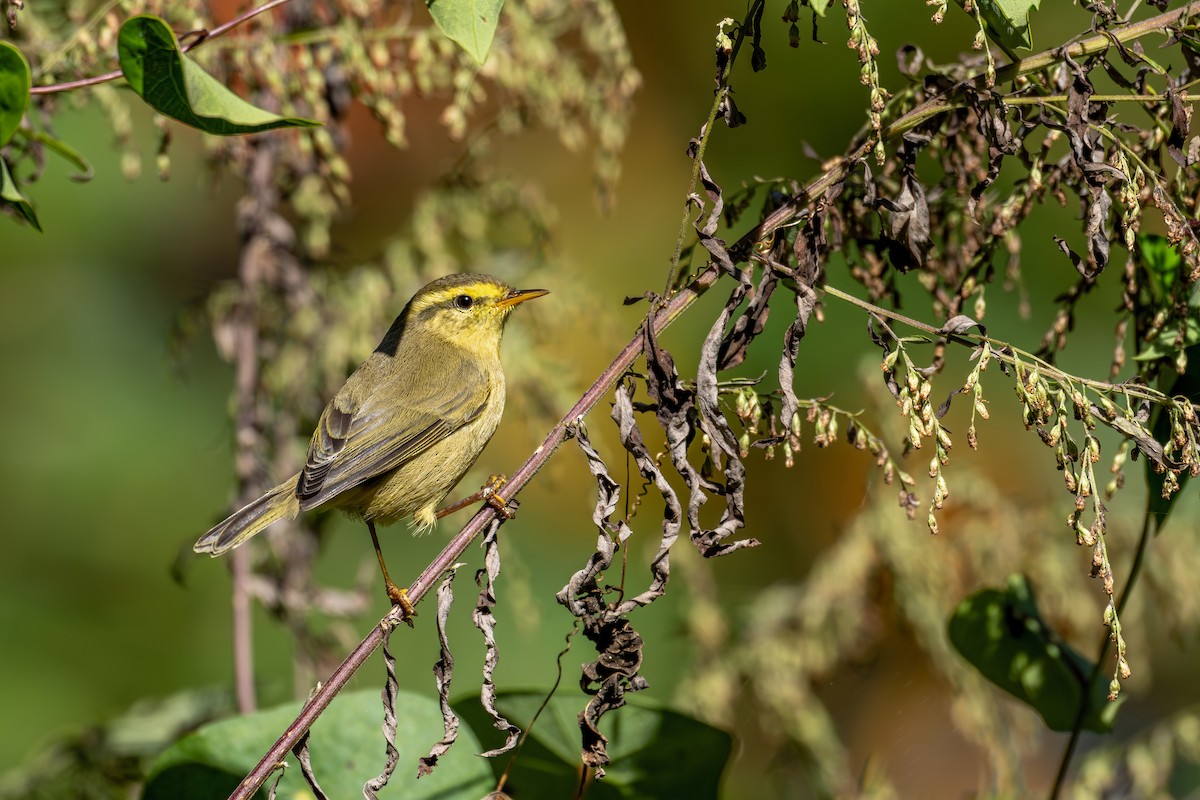 Tickell Çıvgını - ML645591433