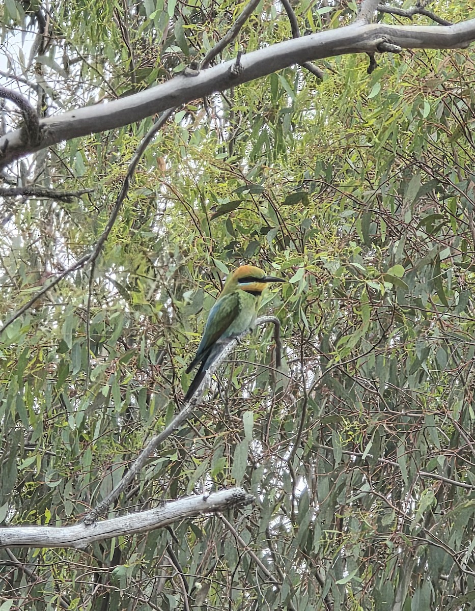 Regenbogenspint - ML645591434