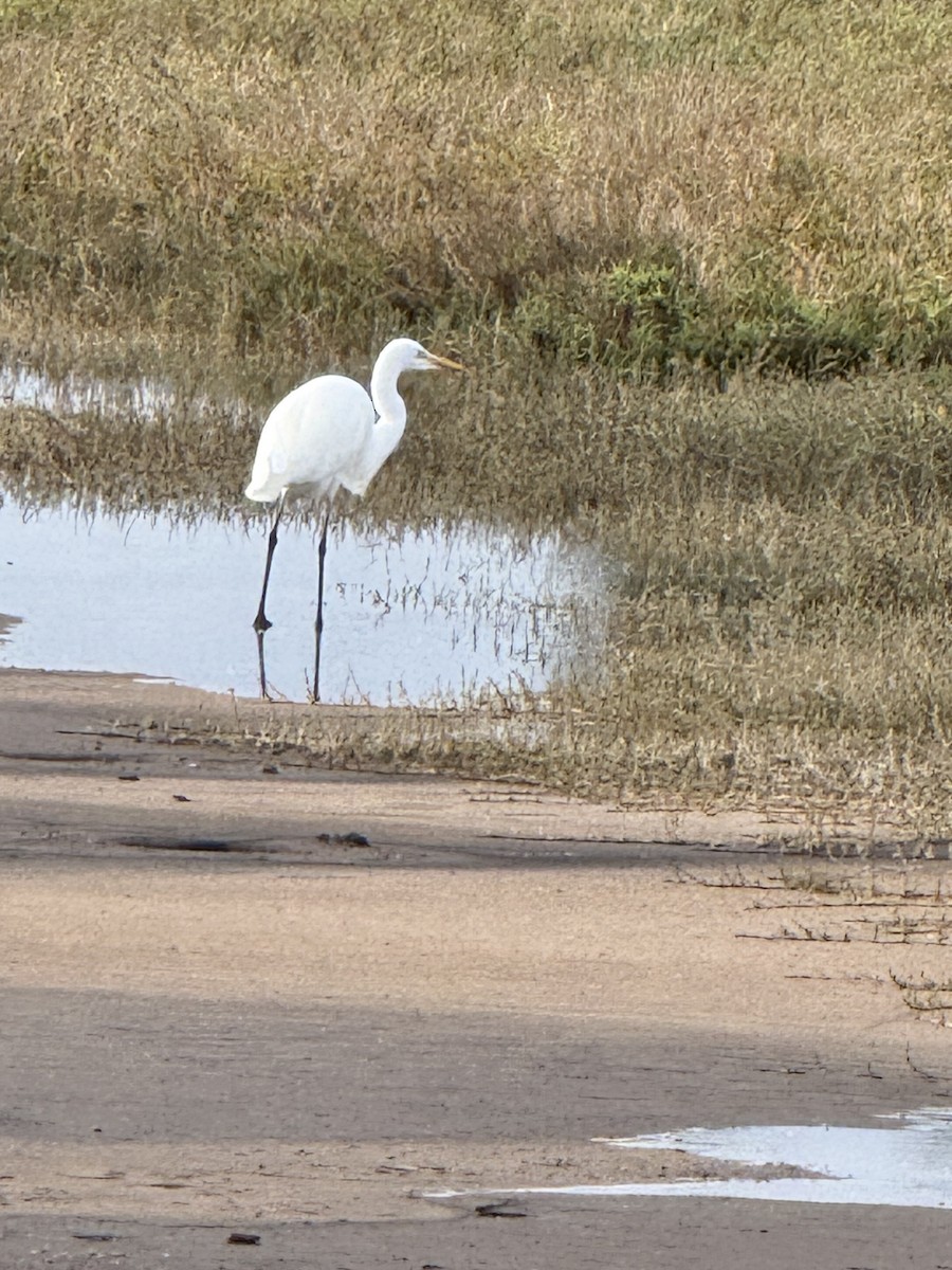 volavka bílá - ML645591437