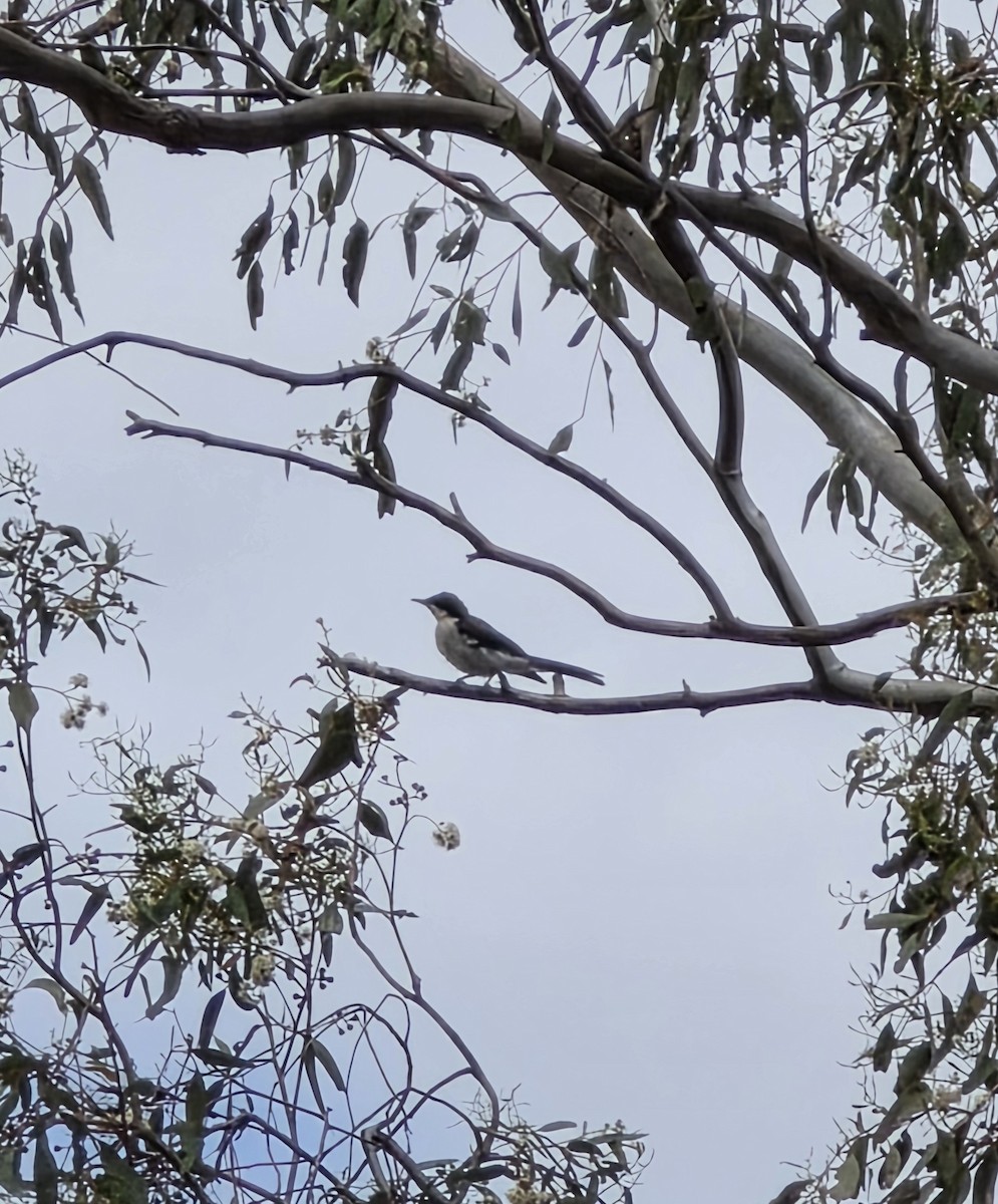 Weißkehlmonarch - ML645591439