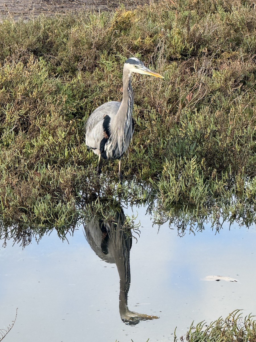 volavka velká - ML645591440