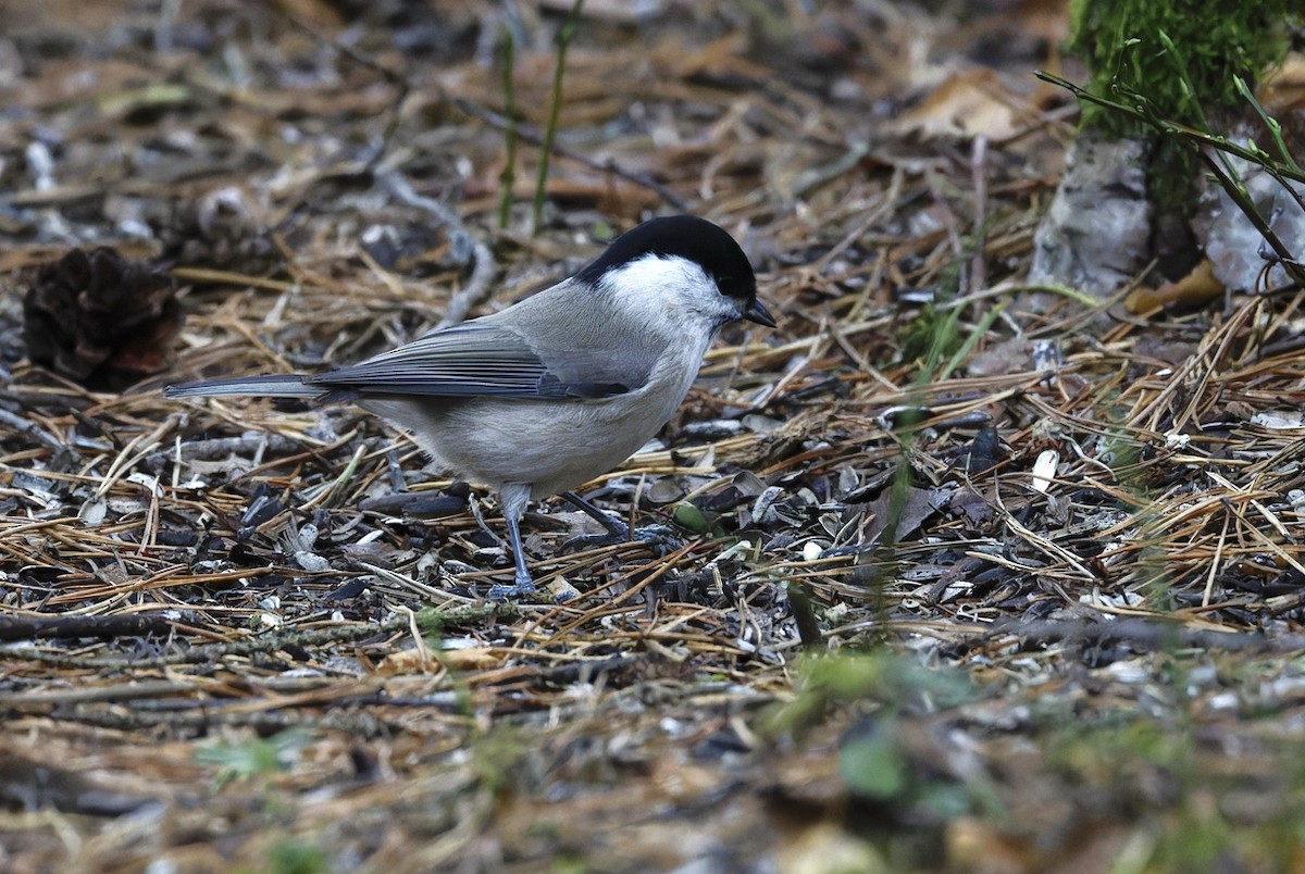 Пухляк - ML645591443