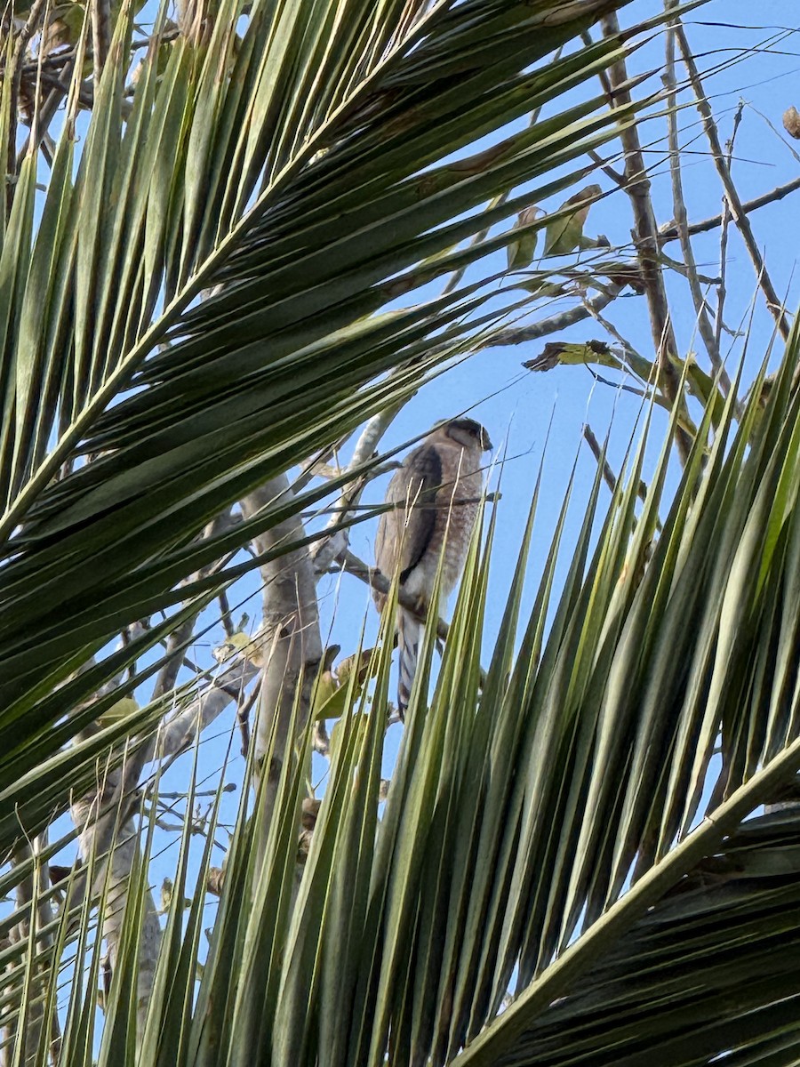 jestřáb americký - ML645591444