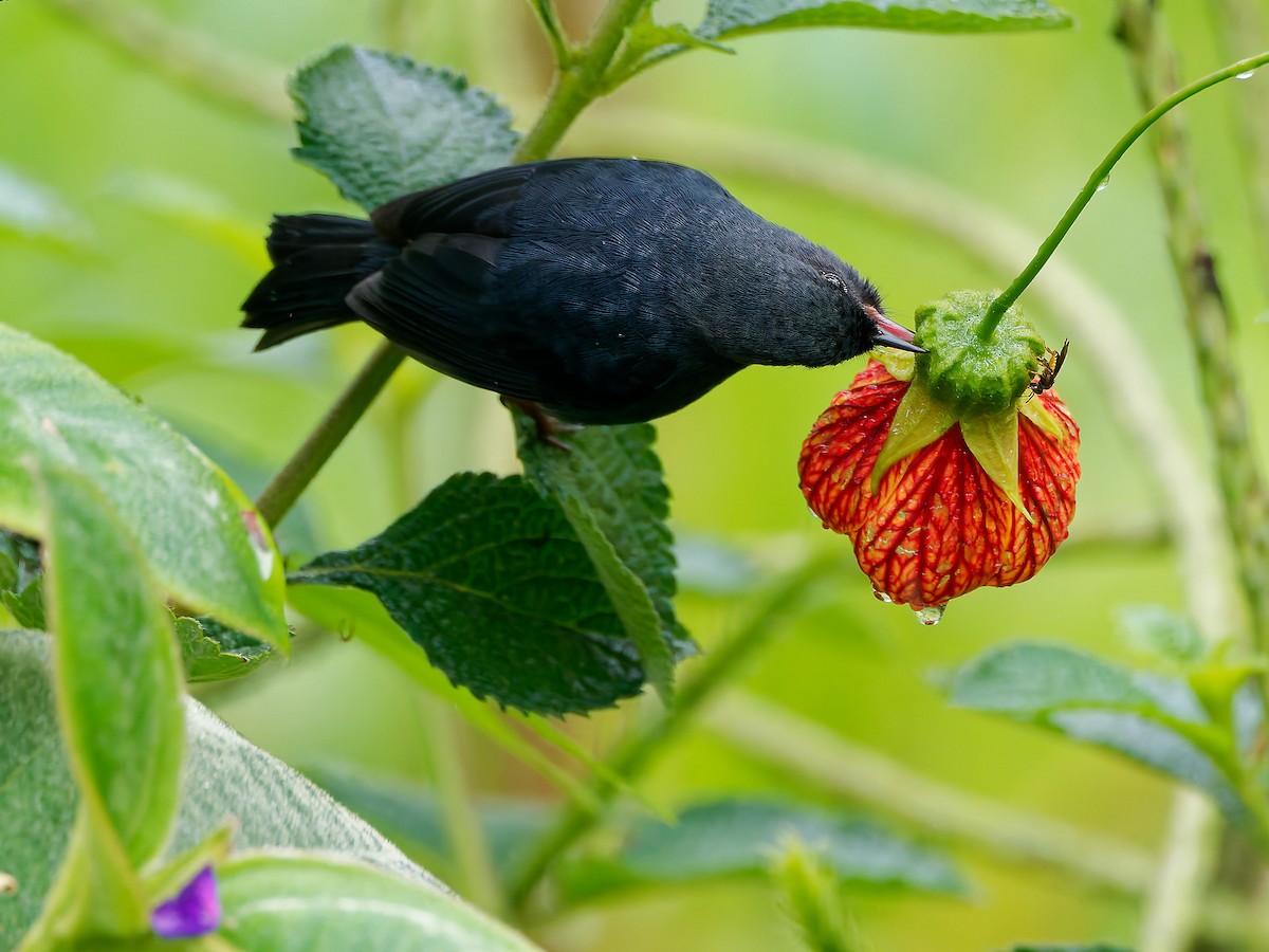 Pinchaflor Flanquiblanco - ML645591448