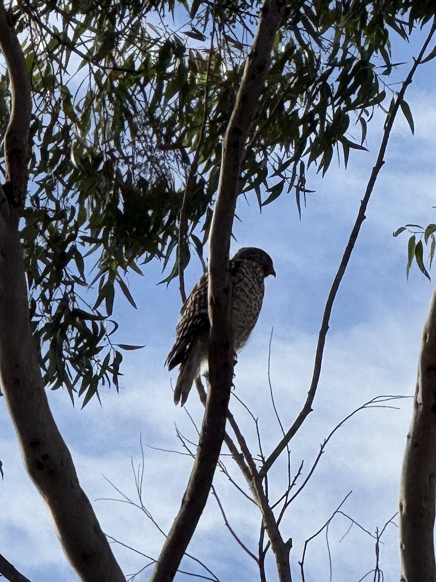 káně páskovaná - ML645591449