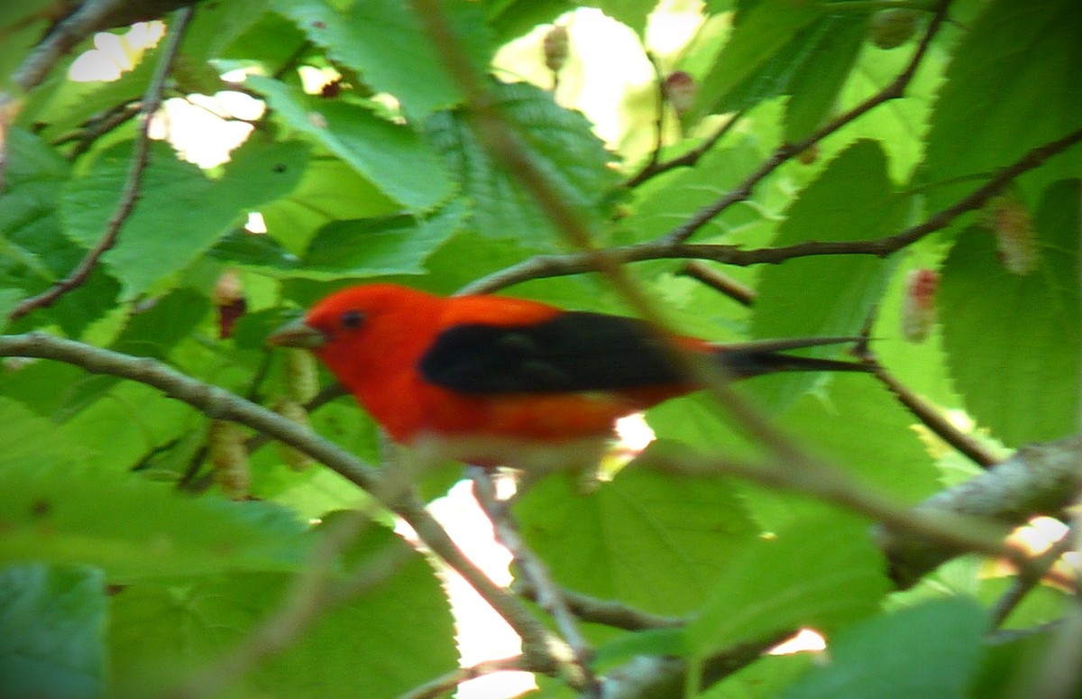 Scarlet Tanager - ML645591450