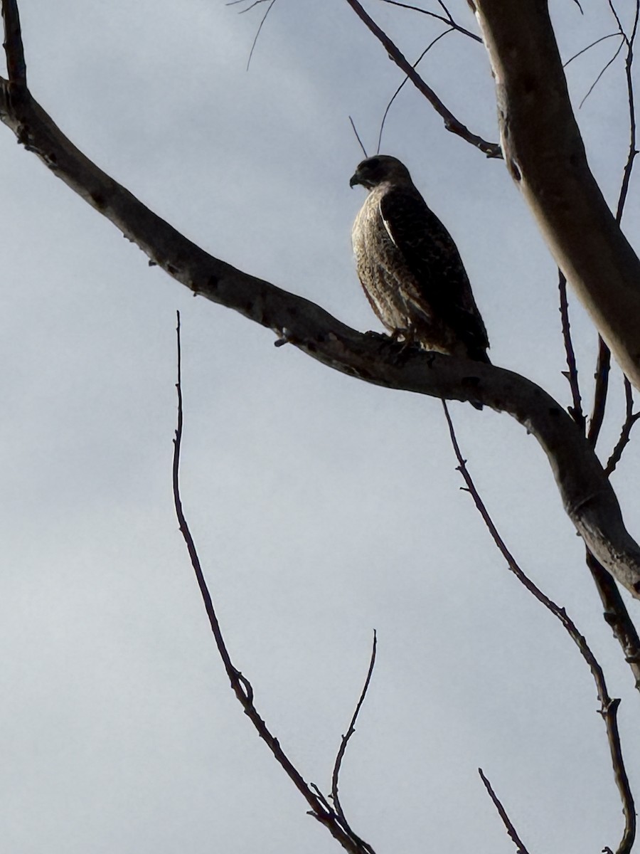 káně rudochvostá - ML645591452