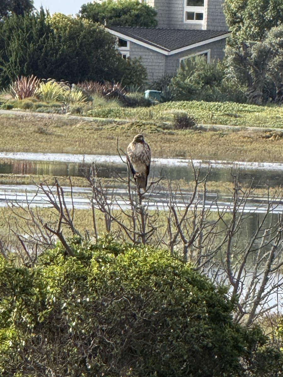 káně rudochvostá - ML645591453