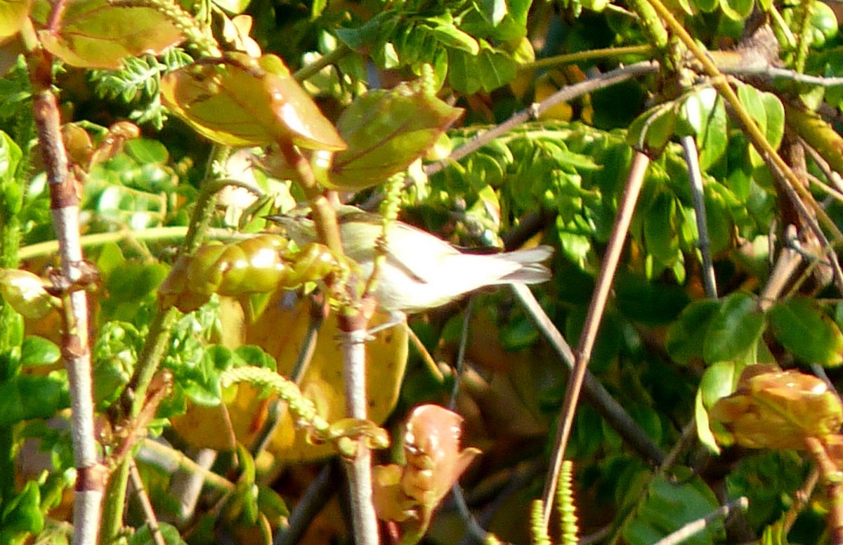 Червоїд світлобровий - ML645591458