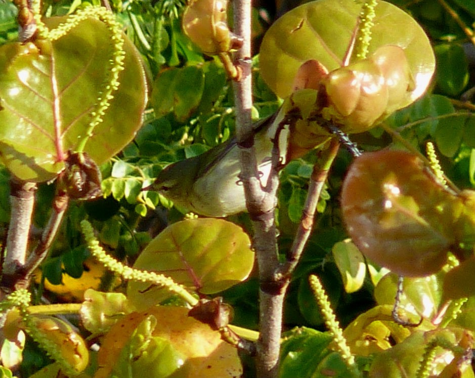 Червоїд світлобровий - ML645591465