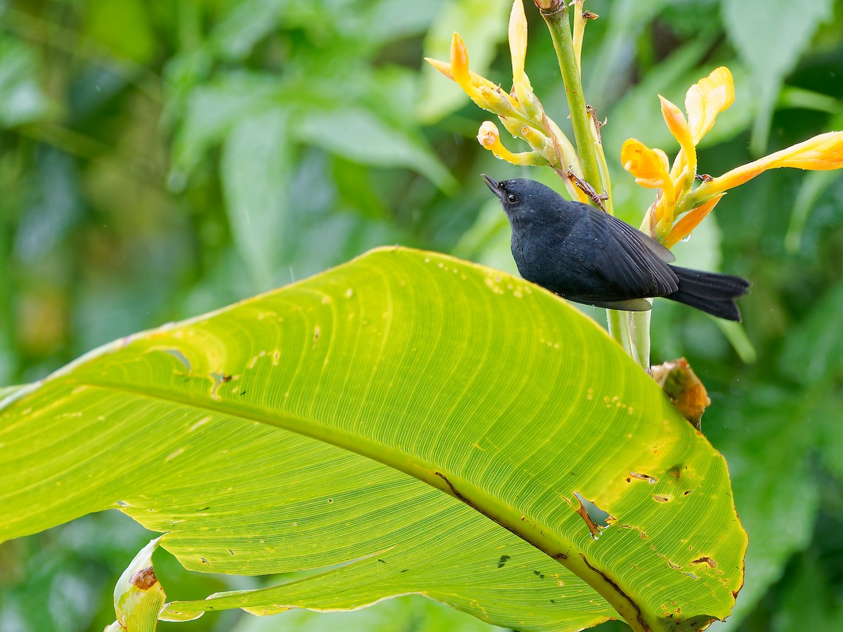 Pinchaflor Flanquiblanco - ML645591466