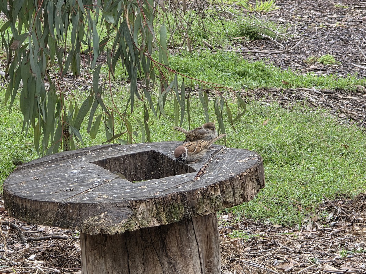 Feldsperling - ML645591469