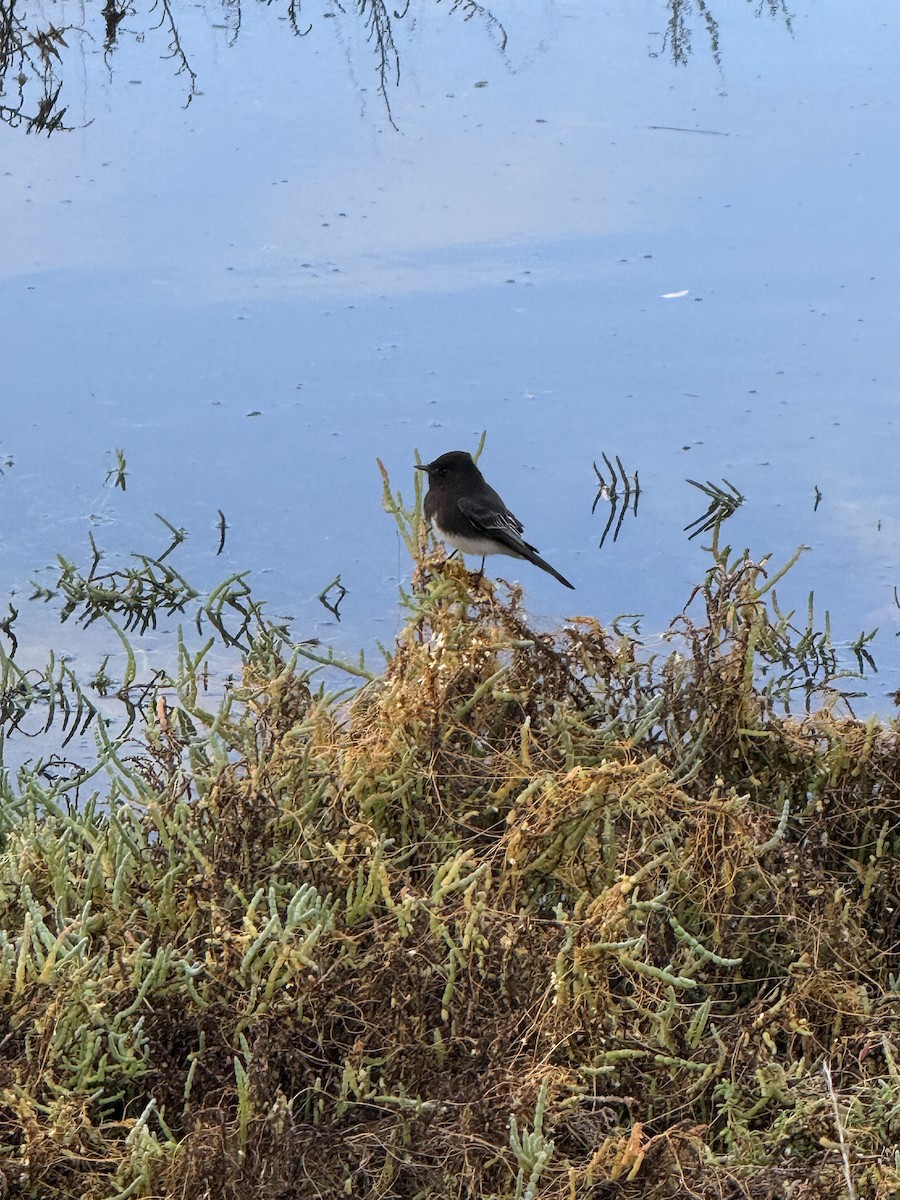 Black Phoebe - ML645591472