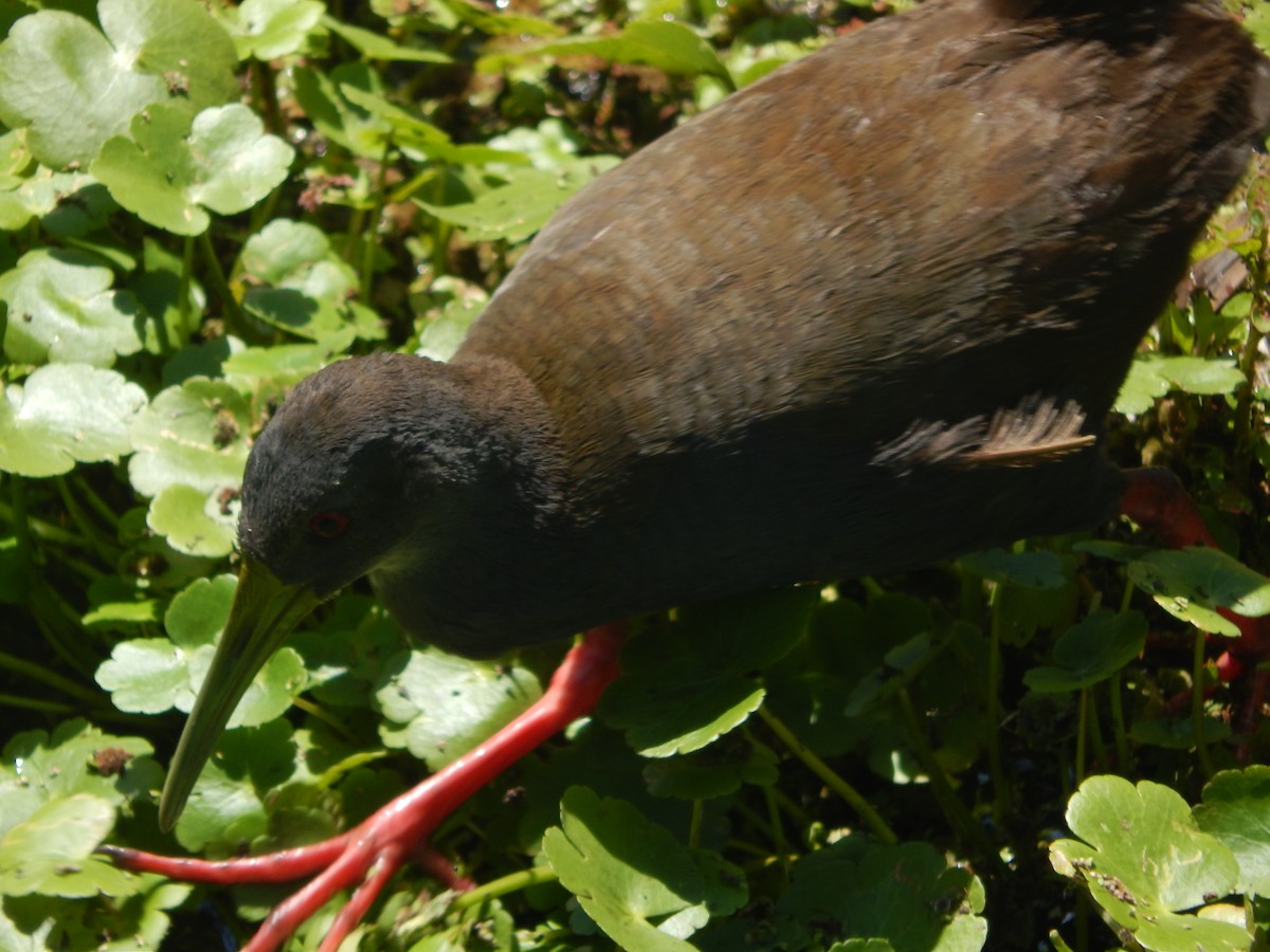 Râle noirâtre - ML645591477
