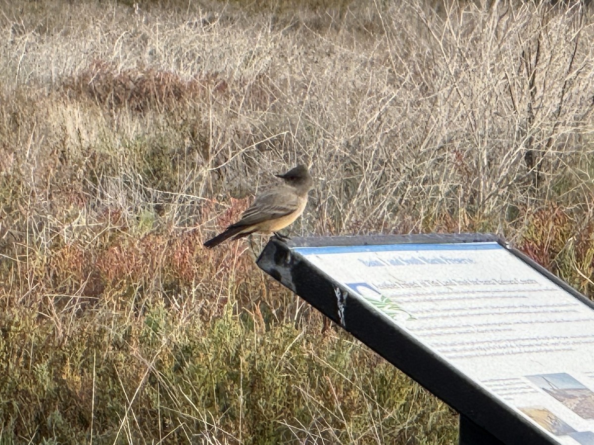 Say's Phoebe - ML645591482