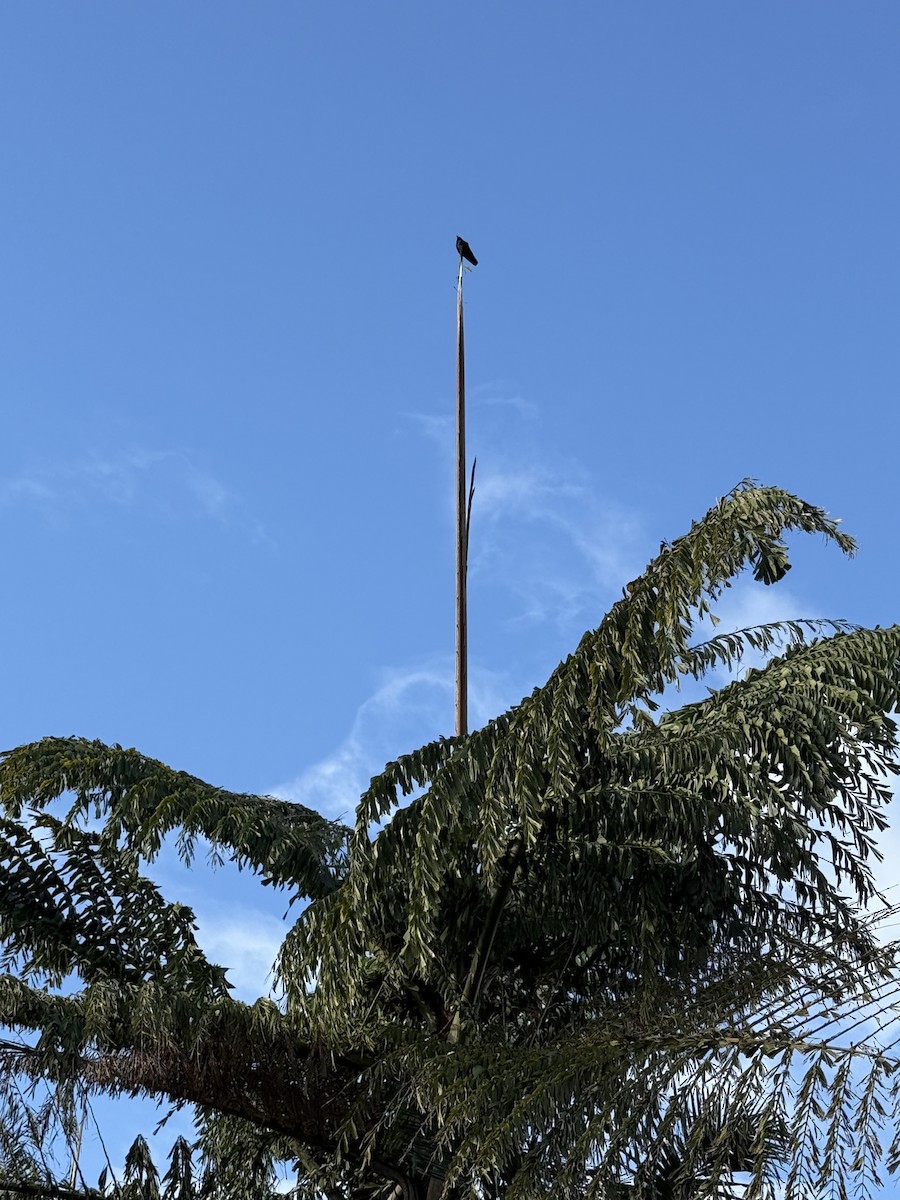 vrána americká - ML645591489