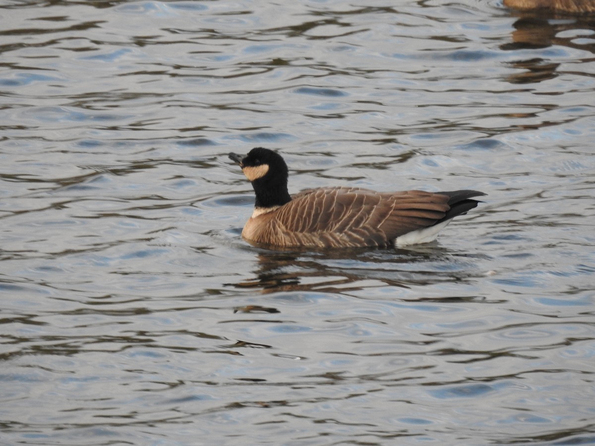 Cackling Goose (Aleutian) - ML645591501
