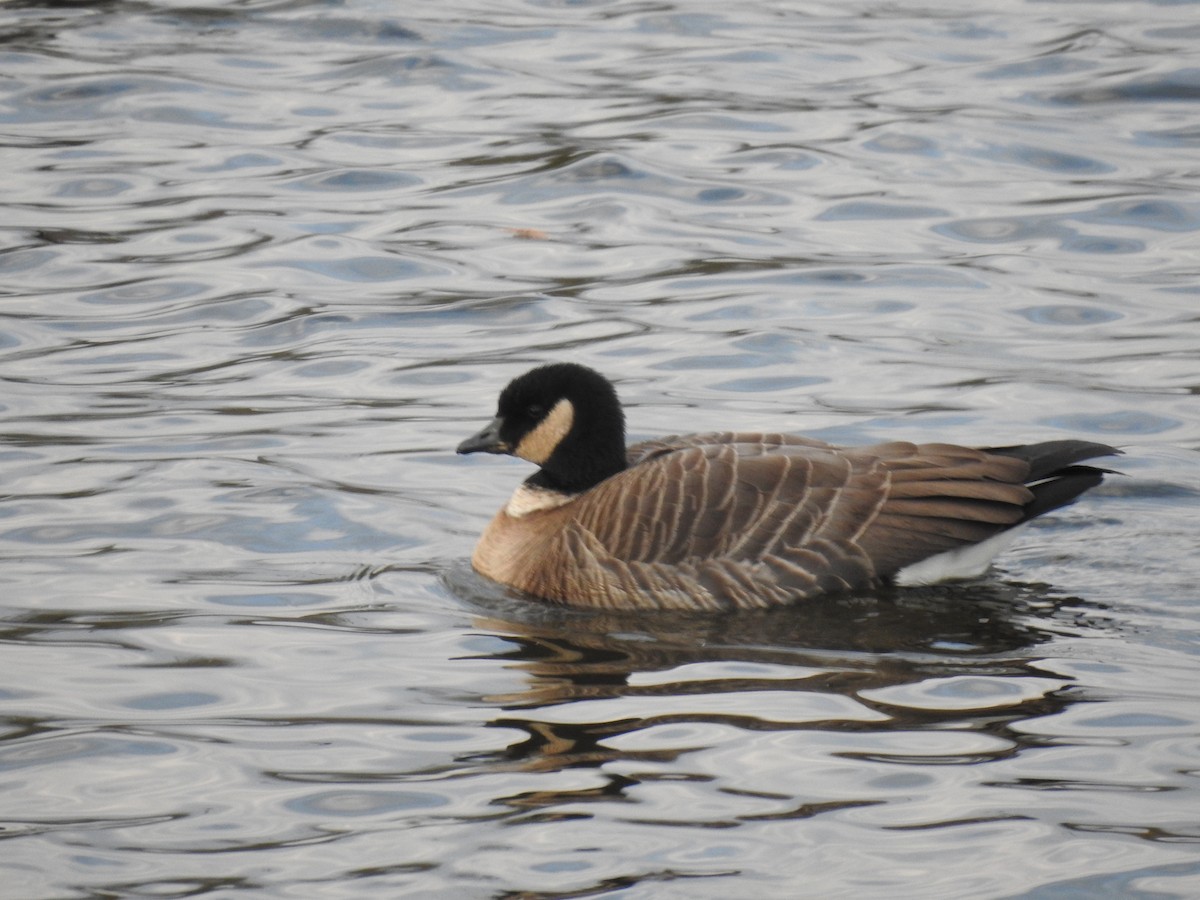 Cackling Goose (Aleutian) - ML645591502