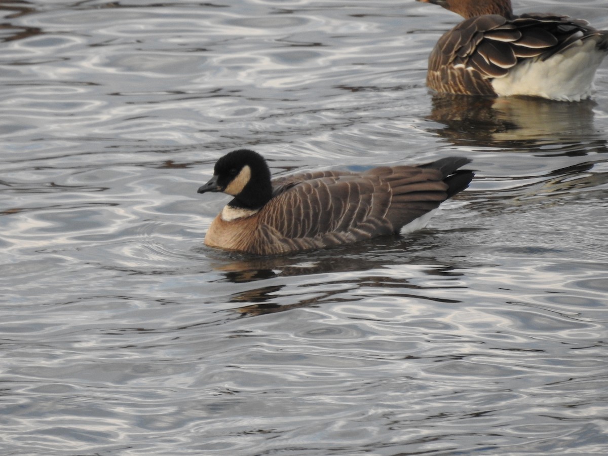 Cackling Goose (Aleutian) - ML645591503