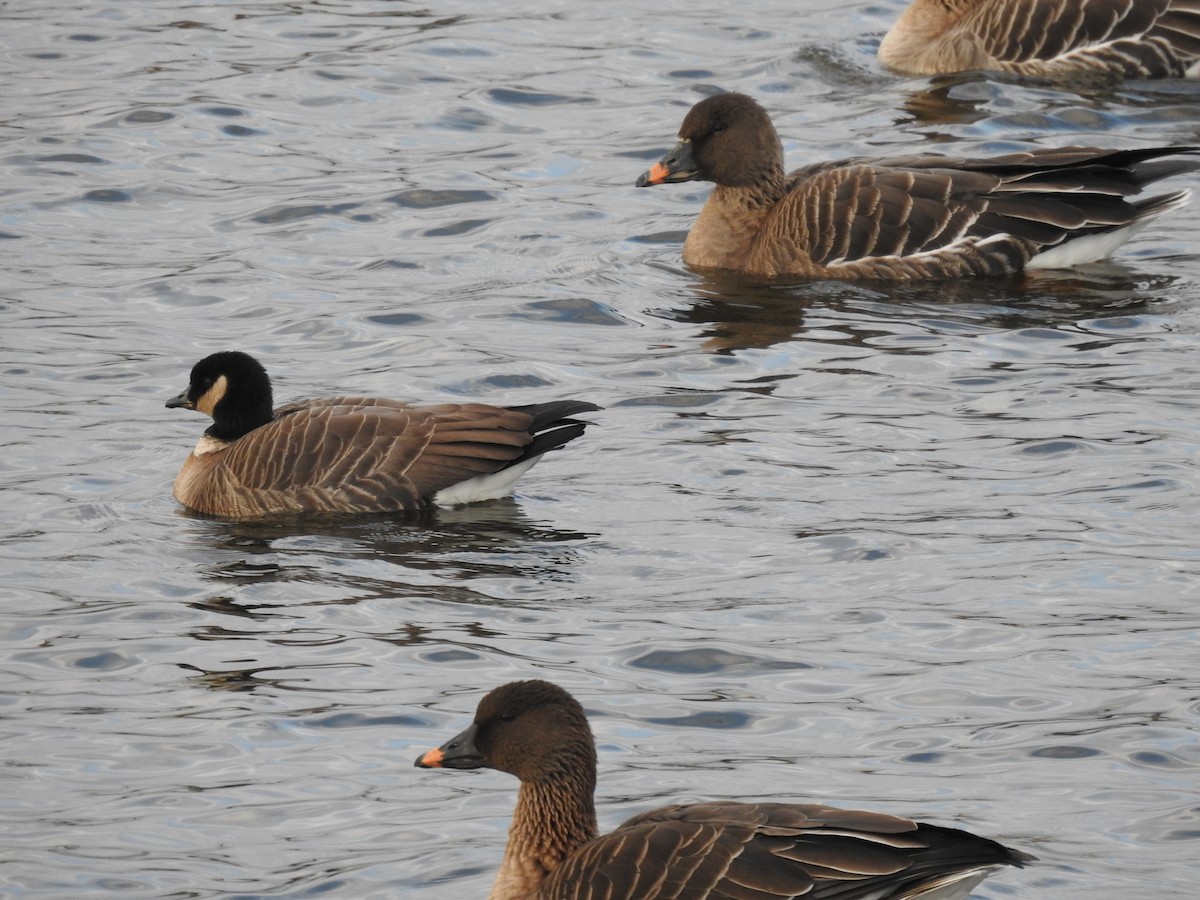 Cackling Goose (Aleutian) - ML645591504