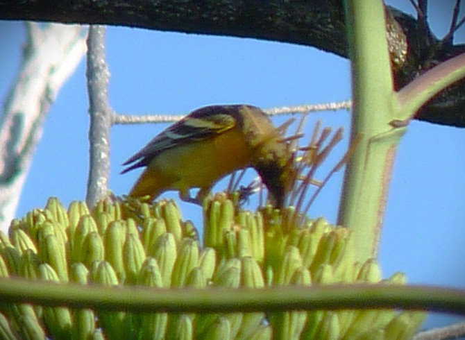 Балтиморский трупиал - ML645591512