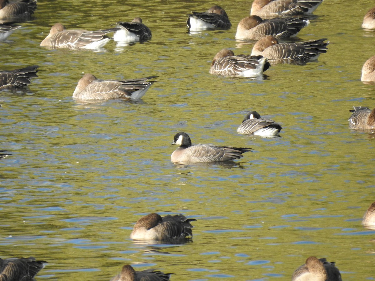 Cackling Goose (minima) - ML645591516