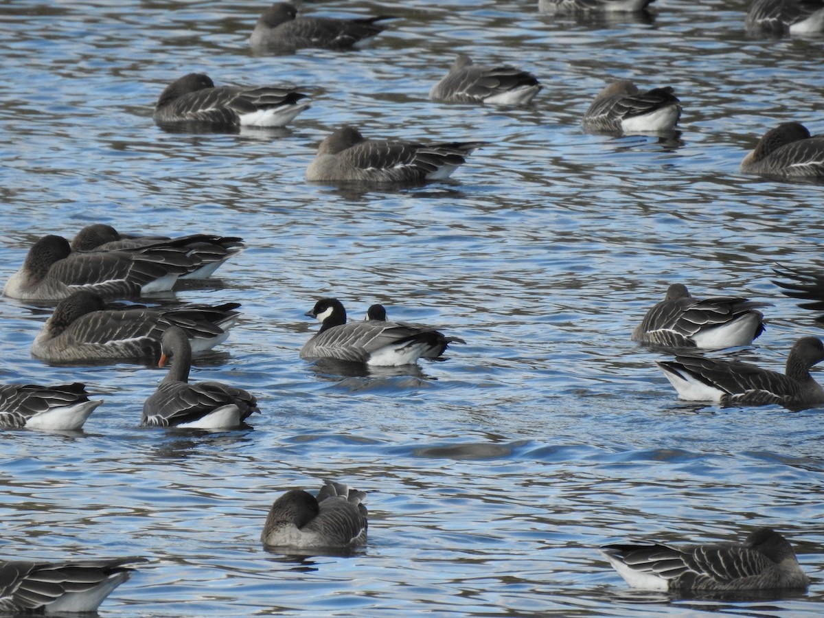 Cackling Goose (minima) - ML645591517