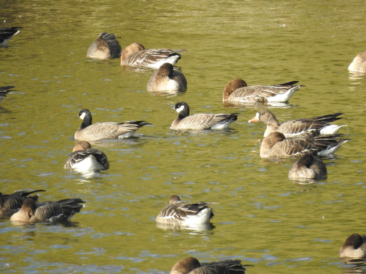 Cackling Goose (minima) - ML645591518