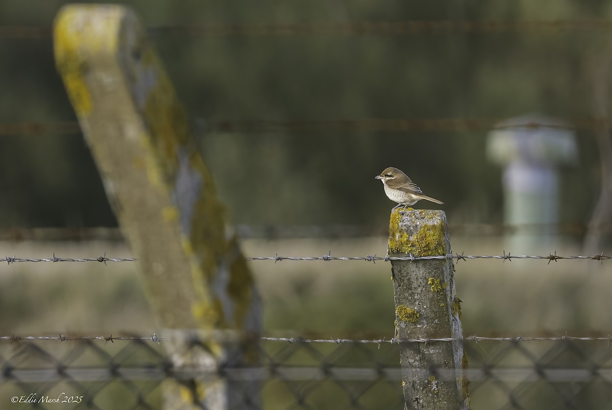 Brown Shrike - ML645591524